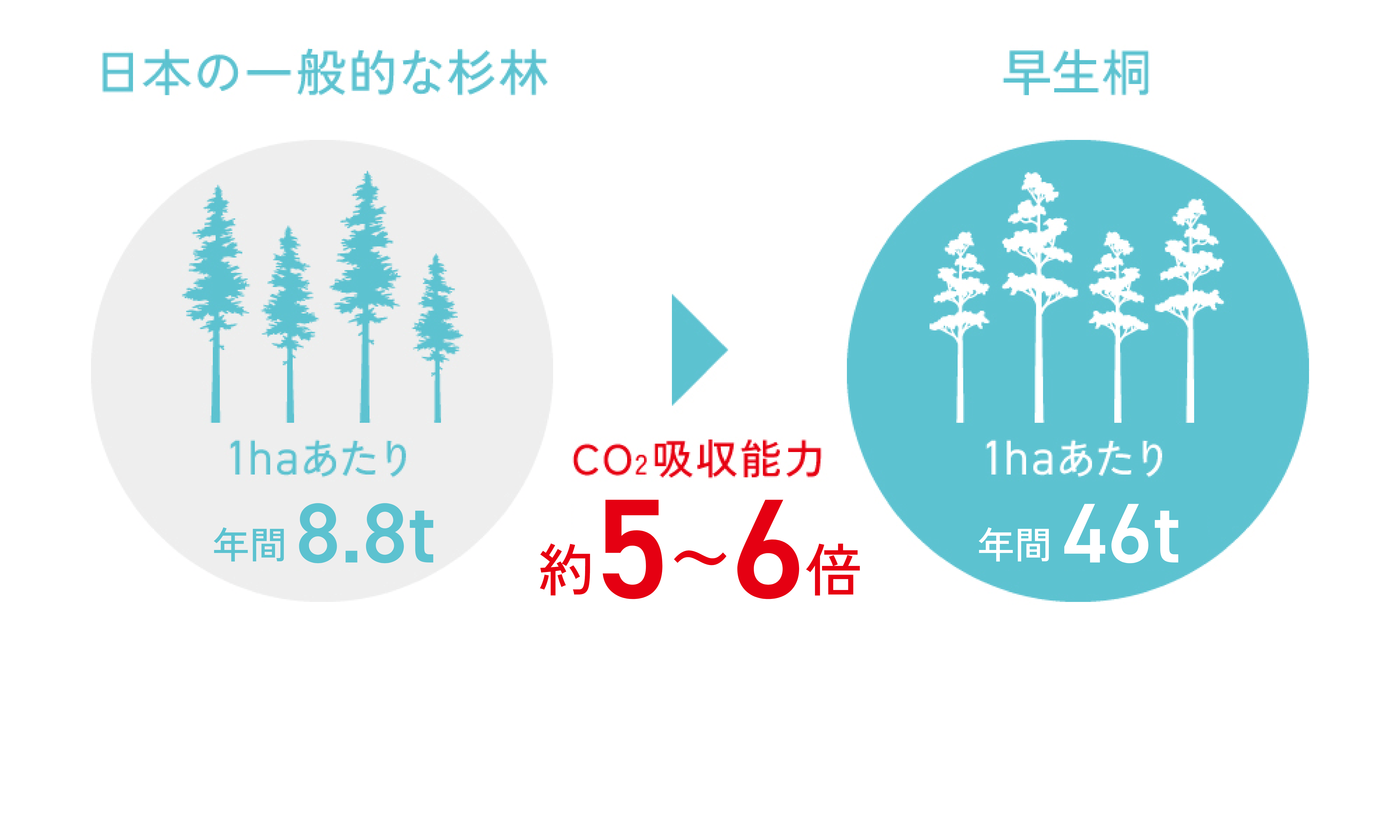 二酸化炭素吸収力の高い「早生桐」