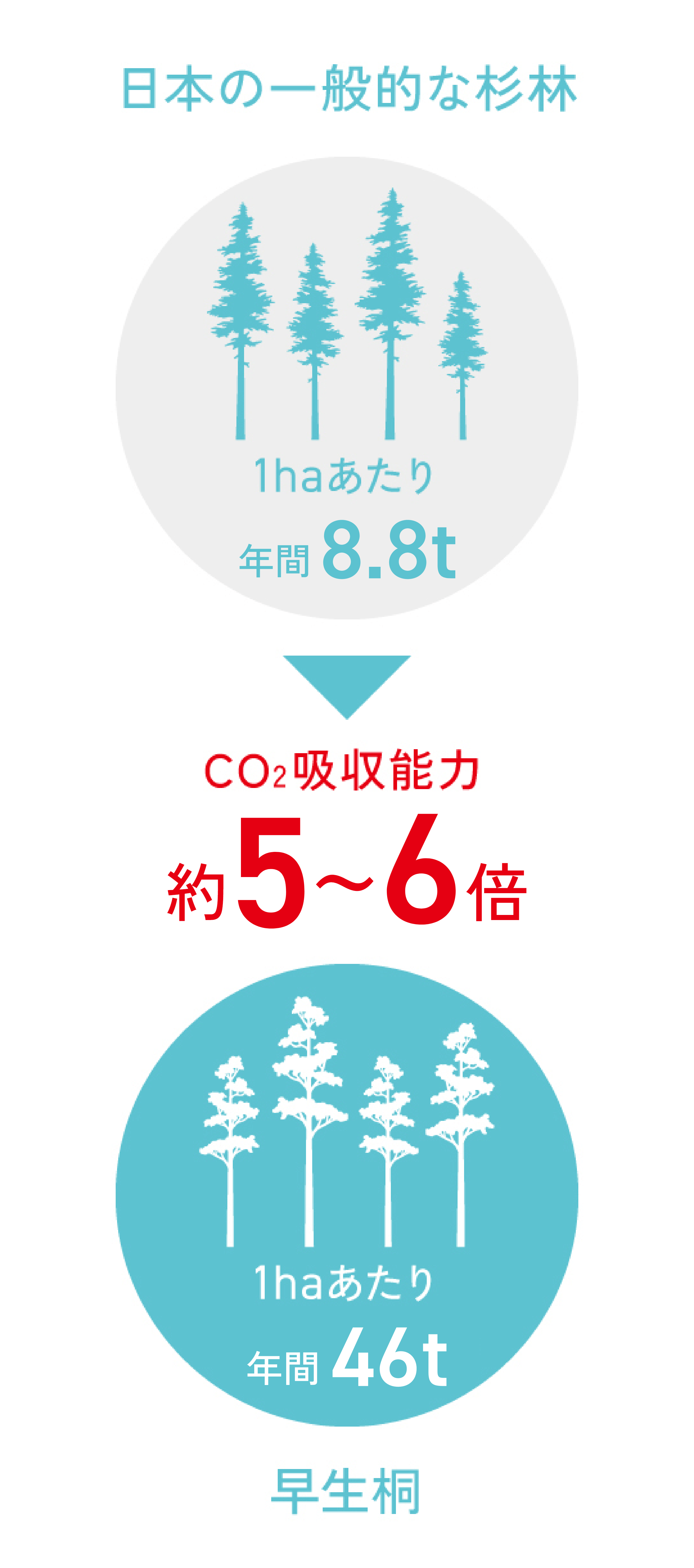 二酸化炭素吸収力の高い「早生桐」