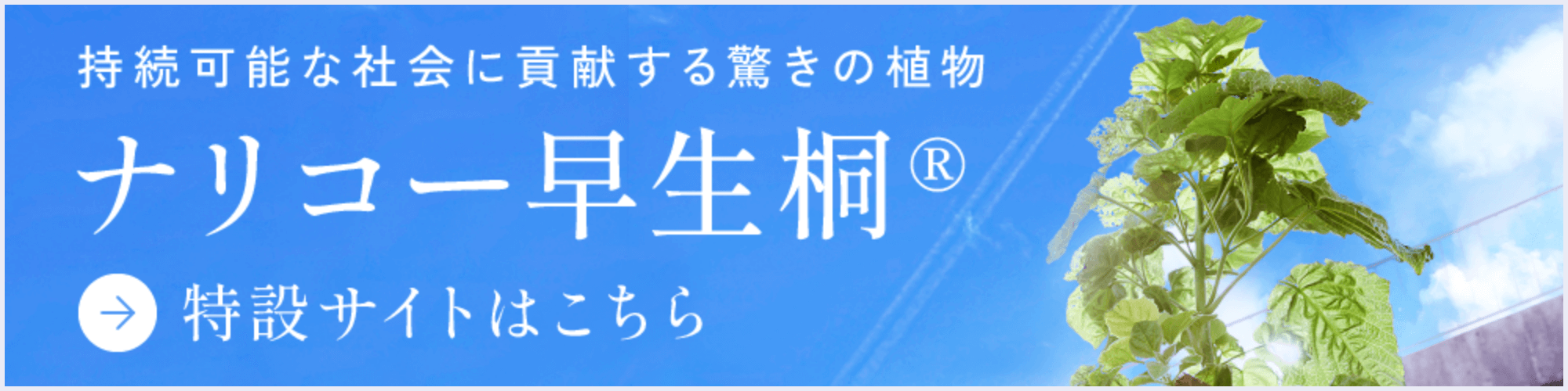 ナリコー早生桐特設サイト